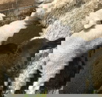 Flinders Island Show - Hotel Accommodation