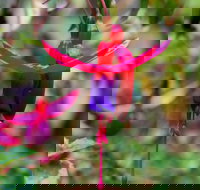 Friends of Tindale Garden Monthly Plant Sales - Hotel Accommodation