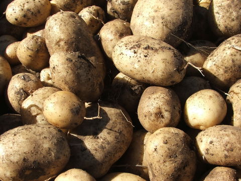 Guyra Lamb And Potato Festival - Hotel Accommodation 1