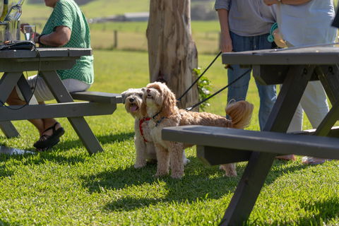 Live Music Sundays At Mountain Ridge Wines - Hotel Accommodation 1