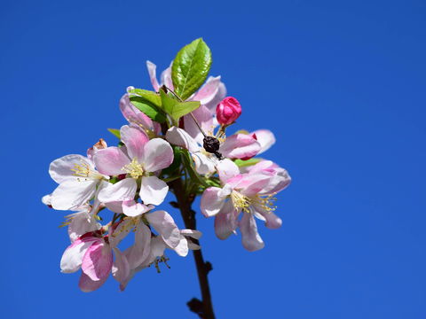 Spring Time At Hunter Valley Gardens - Hotel Accommodation 0