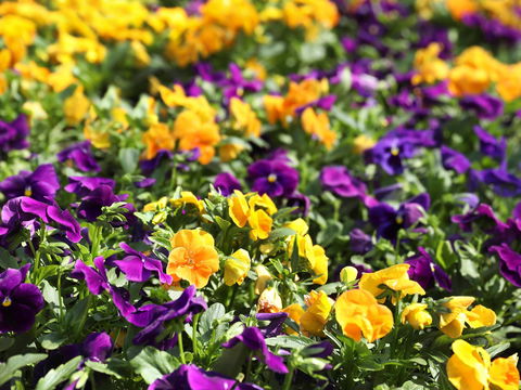 Spring Time At Hunter Valley Gardens - Hotel Accommodation 2