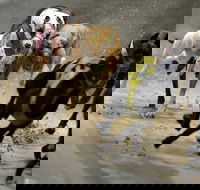 Twilight Greyhound Racing - Hotel Accommodation