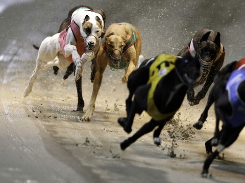 Twilight Greyhound Racing - Hotel Accommodation 0