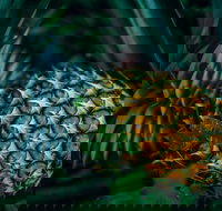 Yeppoon Community Market - Hotel Accommodation