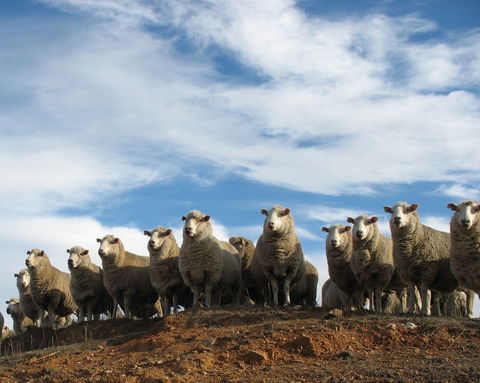 Annual Bredbo Sheep Dog Trials - Hotel Accommodation 0