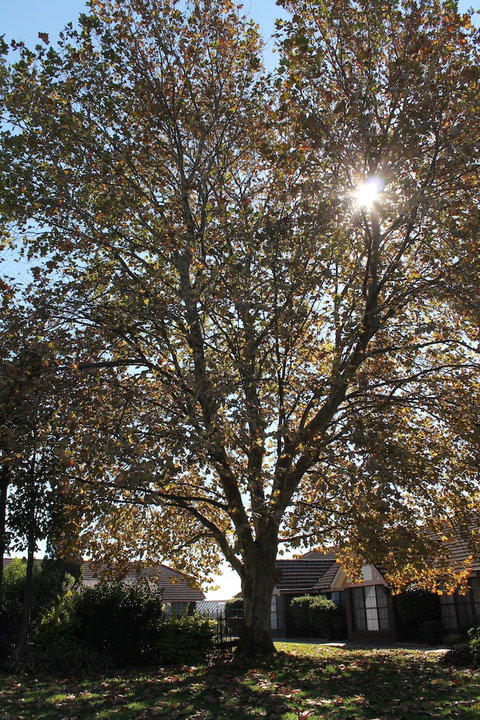 Airport Motel Sir Francis Drake - Hotel Accommodation 3