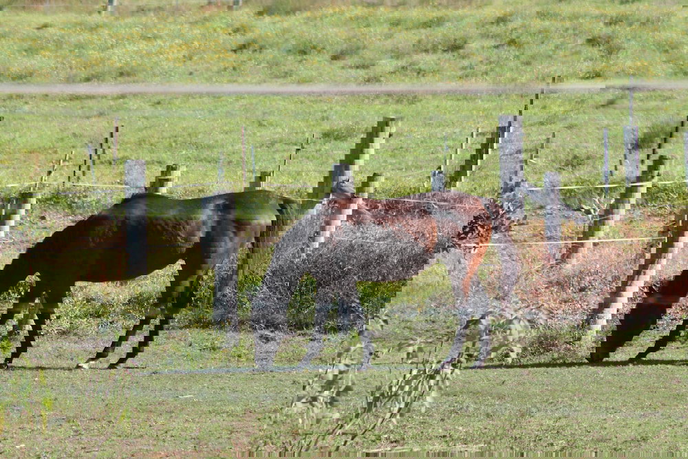 Heatherbrae NSW Hotel Accommodation