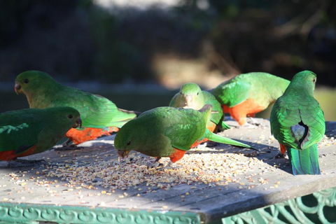 Omeo Motel - Hotel Accommodation 4