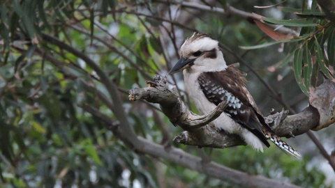 Waterfront Jervis Bay Escape Cooinda - Hotel Accommodation 4