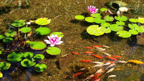 Winston Cottage At Three Sisters - Hotel Accommodation 6