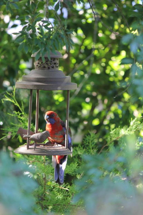 Winston Cottage At Three Sisters - Hotel Accommodation 1
