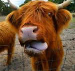 Nutcrackers Lodge - Hotel Accommodation