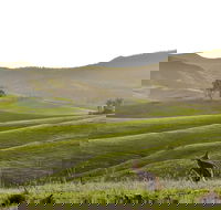 Ketchup's Bank Glamping - Hotel Accommodation