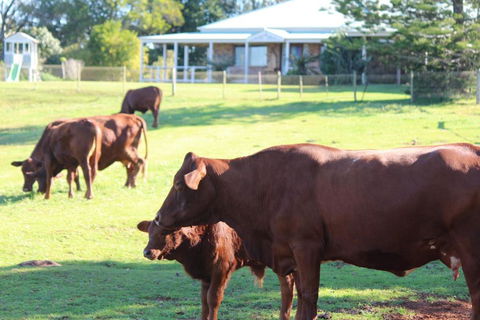 Montville House On The Hill - Hotel Accommodation 5