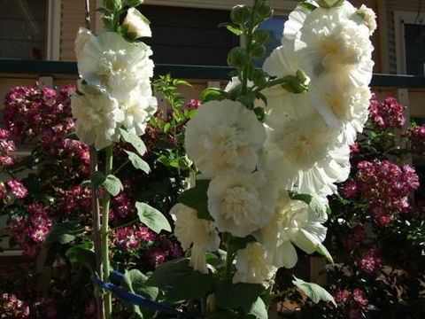 Nannup Riverview Cottage - Hotel Accommodation 2