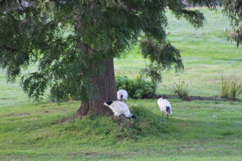 Nyora Lodge B & B - Hotel Accommodation 3