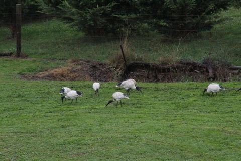 Nyora Lodge B & B - Hotel Accommodation 2