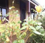 Albion Cottage - Hotel Accommodation