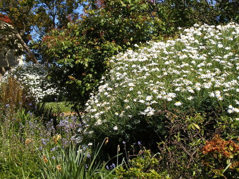 Belle Cottage - Hotel Accommodation 2