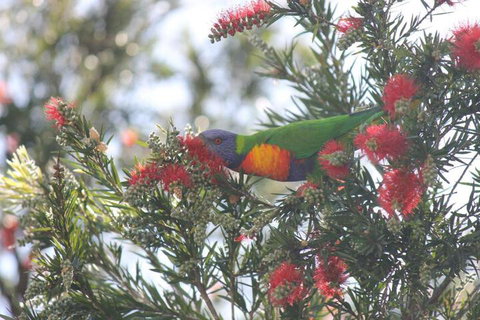 The Dollhouse Cottage - Hotel Accommodation 5