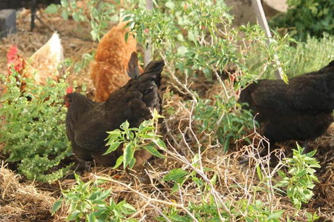 The Dollhouse Cottage - Hotel Accommodation 2