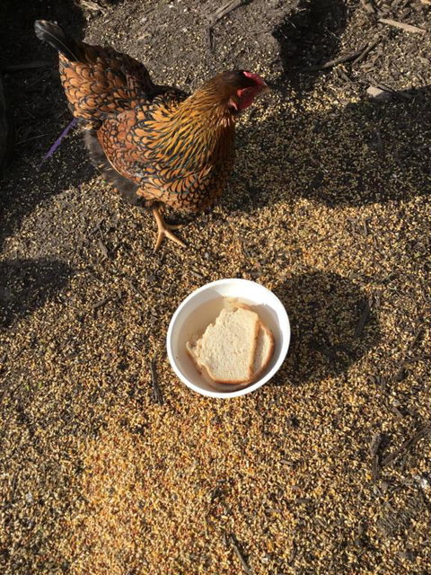 Nextdooratportarthur - Hotel Accommodation 4