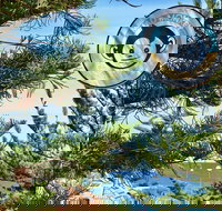 Mad Monkey Coogee Beach Hostel - Hotel Accommodation