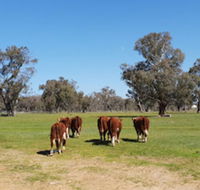 Jindera Park - Hotel Accommodation