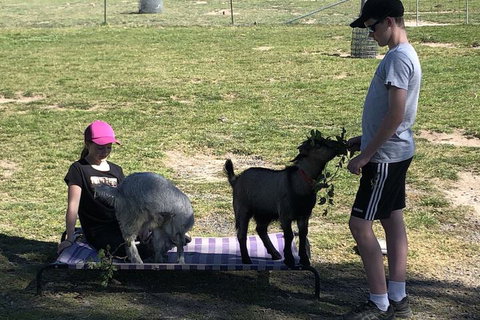 High Country Trail Rides & Farm Stay - Hotel Accommodation 5