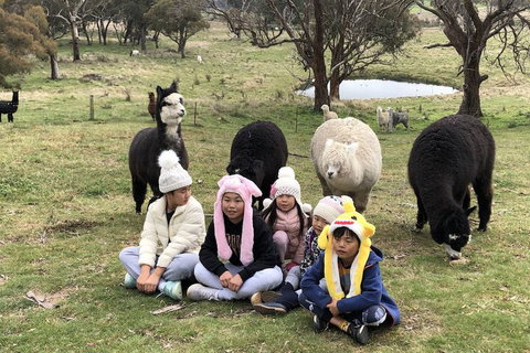 High Country Trail Rides & Farm Stay - Hotel Accommodation 2