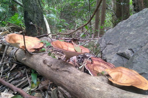 Ruah Rain Forest Retreat - Hotel Accommodation 3