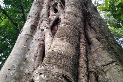 Ruah Rain Forest Retreat - Hotel Accommodation 1