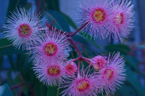 Brisbane Milton Bed & Breakfast - Hotel Accommodation 4
