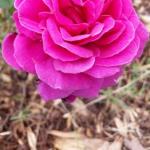 Glaziers Bay TAS Hotel Accommodation