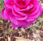 Birch Lane - Hotel Accommodation