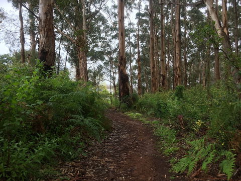 Margarets Forest - Hotel Accommodation 3