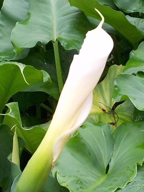 Bellbird Cottage B & B - Hotel Accommodation 3