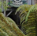 The Wombat Cottage - Hotel Accommodation