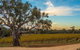 Shadow Creek McLaren Vale - thumb 3