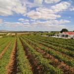 Barossa Valley Lyndoch - Hotel Accommodation 0