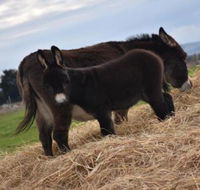 Malakai Farm Stay - Hotel Accommodation