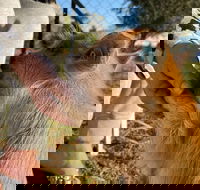 Quirindi Sunflower Motor Inn - Hotel Accommodation