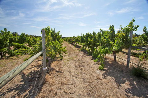 Vines & Stars - Hotel Accommodation 3