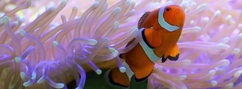 Edge Hill Clean & Green Cairns 7 Minutes From The Airport 7 Minutes To Cairns CBD & Reef Fleet Terminal - Hotel Accommodation 4