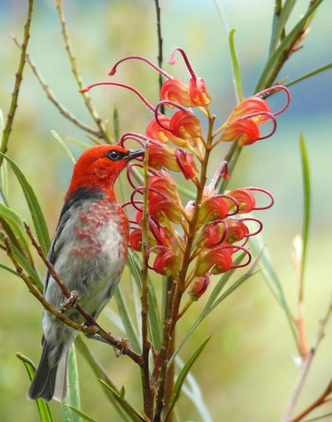 Cedarview Bed & Breakfast - Hotel Accommodation 1