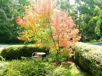 Acacia House Retreat Daylesford - Hotel Accommodation 0