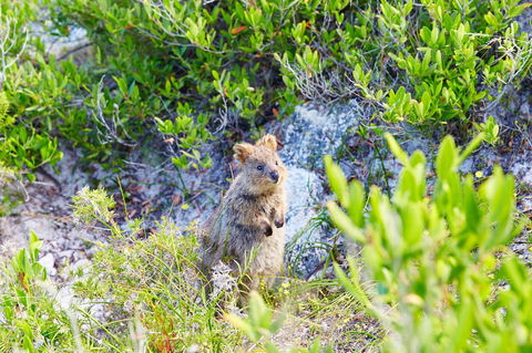 Rottnest Island Authority - Hotel Accommodation 1