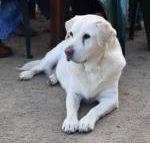 Nazaaray Beach House - Hotel Accommodation