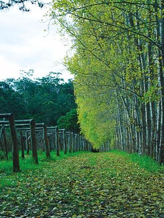 Hawke Brook Chalets - Hotel Accommodation 2